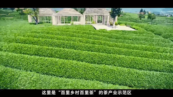 什么茶叶适合熏茶_致富经陈金富茶叶熏腿_茶叶熏眼睛