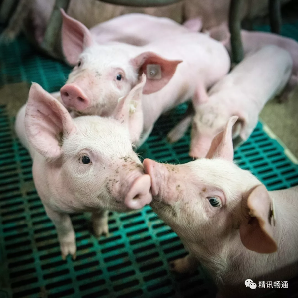 视频养殖母猪技术大全_母猪养殖技术视频视频_母猪养殖技术视频