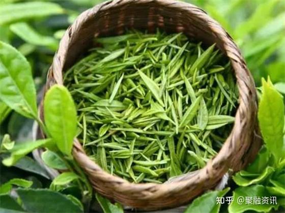 致富经茶叶_致富经香猪_茶香猪 致富经
