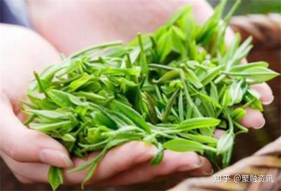 致富经茶叶_致富经香猪_茶香猪 致富经