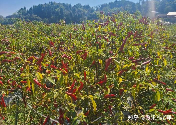 致富经辣椒_致富椒种植指天图_种植指天椒致富