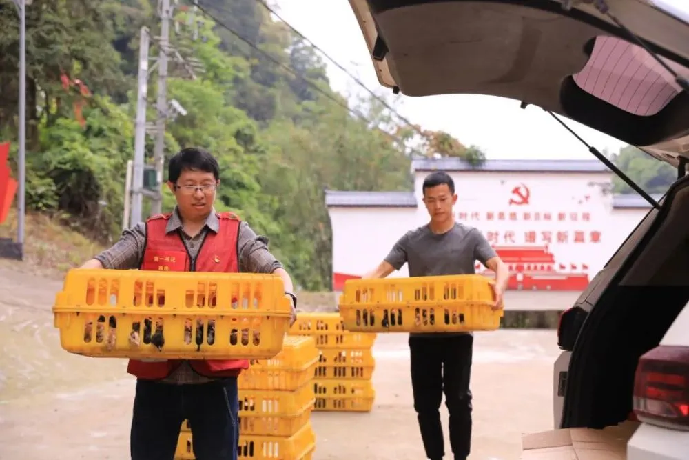广西斗鸡养殖致富_广西斗鸡养殖基地_广西斗鸡苗货到付款