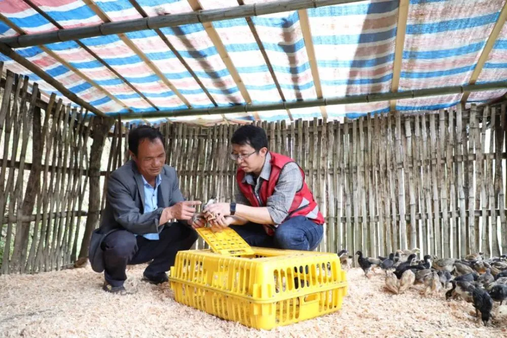 广西斗鸡养殖致富_广西斗鸡苗货到付款_广西斗鸡养殖基地