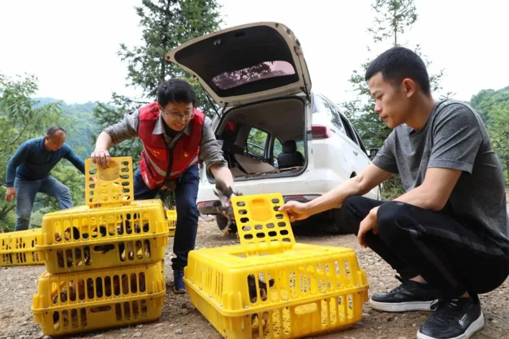 广西斗鸡养殖基地_广西斗鸡苗货到付款_广西斗鸡养殖致富
