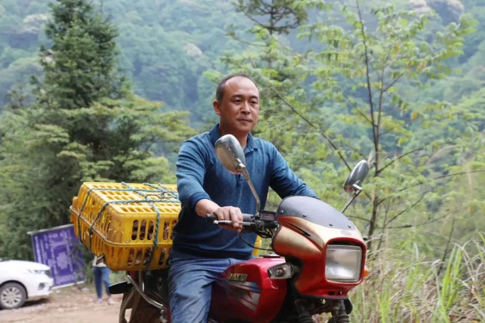 广西斗鸡养殖致富_广西斗鸡养殖基地_广西斗鸡苗货到付款