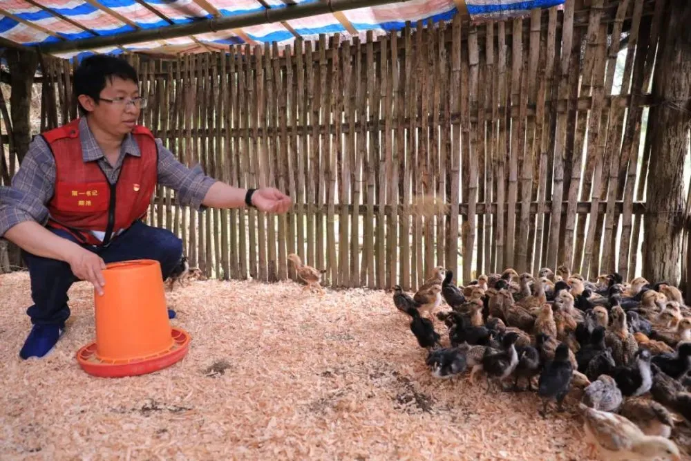 广西斗鸡养殖基地_广西斗鸡苗货到付款_广西斗鸡养殖致富