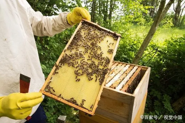 蜜蜂养殖技术全集_养蜜蜂的巢_蜜蜂养殖技术 旧巢脾