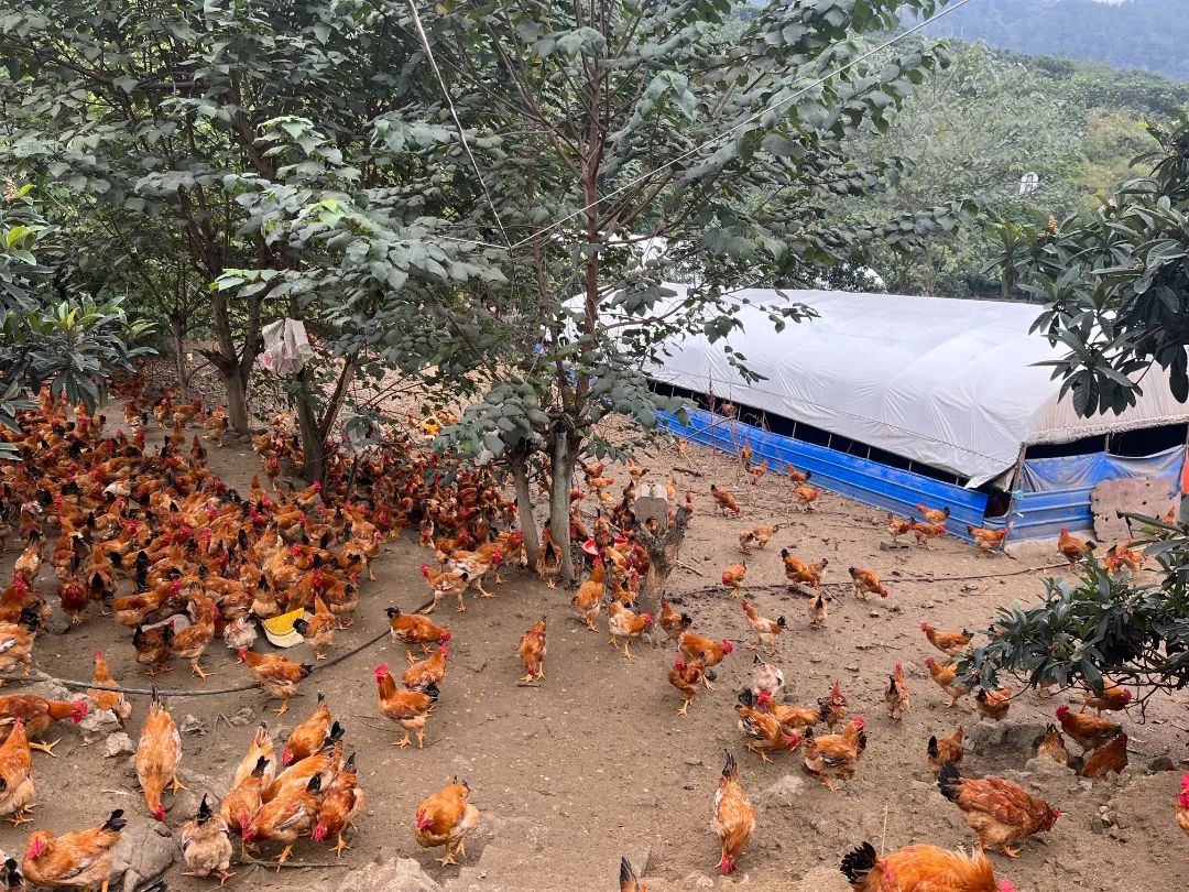 跑山鸡养殖基地。