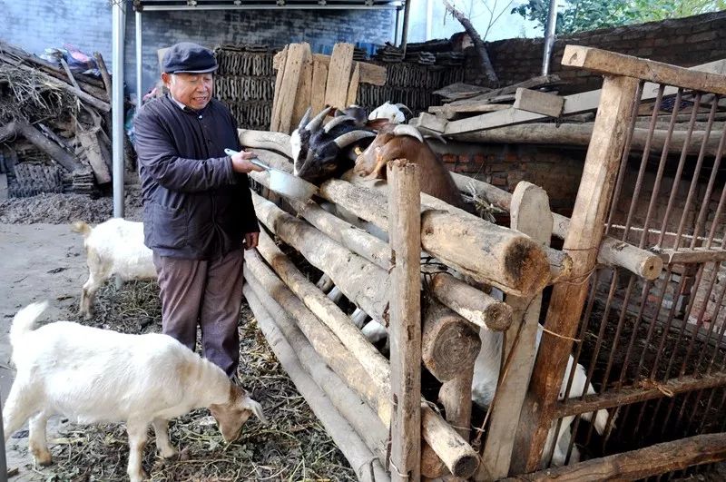 农村贫困户种植有什么补贴_贫困户种植业补助政策_农村贫困户种植致富