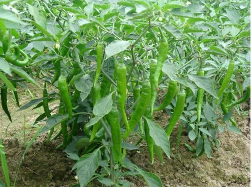 种植指天椒致富_致富经种花椒_致富经辣椒