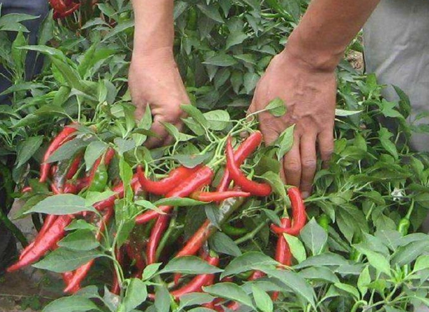 致富经辣椒_致富经种花椒_种植指天椒致富