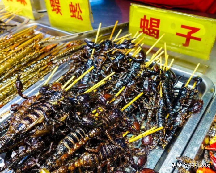 养殖致富知识大全_致富养殖大全知识讲解_致富养殖大全知识培训