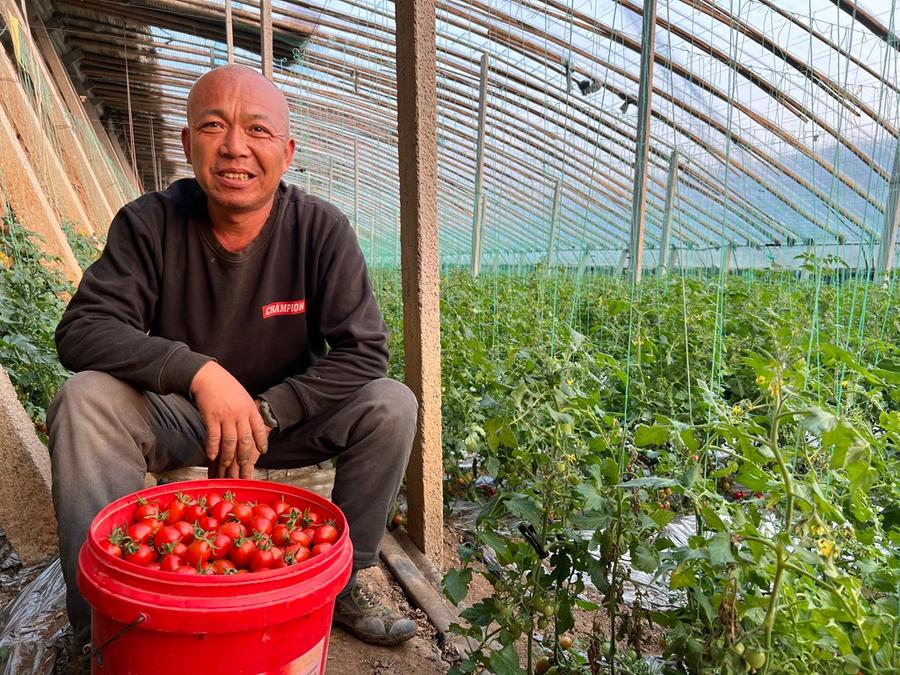 致富经黄瓜_种植黄瓜的利润_黄瓜种植效益