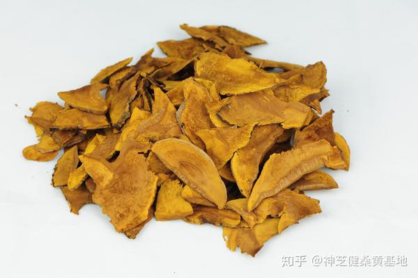桑黄人工种植技术