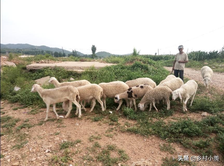 致富养殖大全知识讲解_养殖致富知识大全_致富养殖大全知识培训