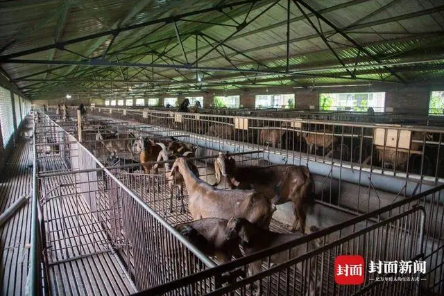 努比亚种羊多少钱一只_努比亚养殖致富_养努比亚圈养技术