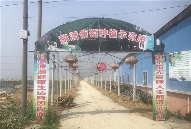 致富种植葡萄方法视频_葡萄种植致富方法_种植葡萄的技巧