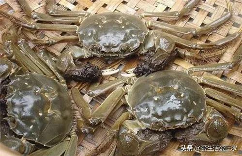 养殖致富知识大全_致富养殖大全知识培训_致富养殖大全知识讲解