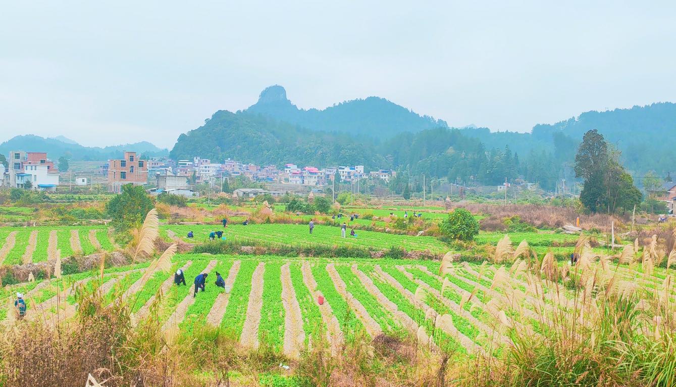 三都县中和镇新阳村：300亩豌豆尖喜获丰收