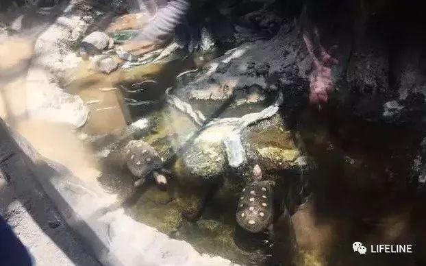 龟养殖户_黑龟怎么养殖技术_乌龟养殖实用新技术