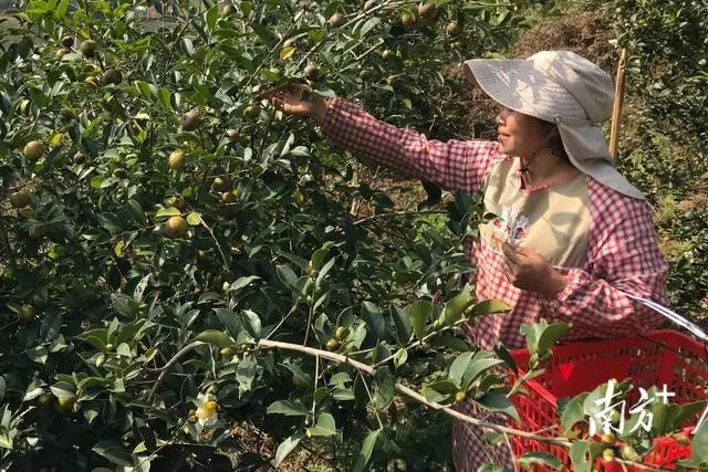农村致富项目种植业_致富园区种植农业项目_农业园区种植致富