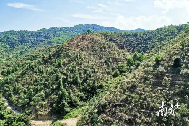 农业园区种植致富_农村致富项目种植业_致富园区种植农业项目