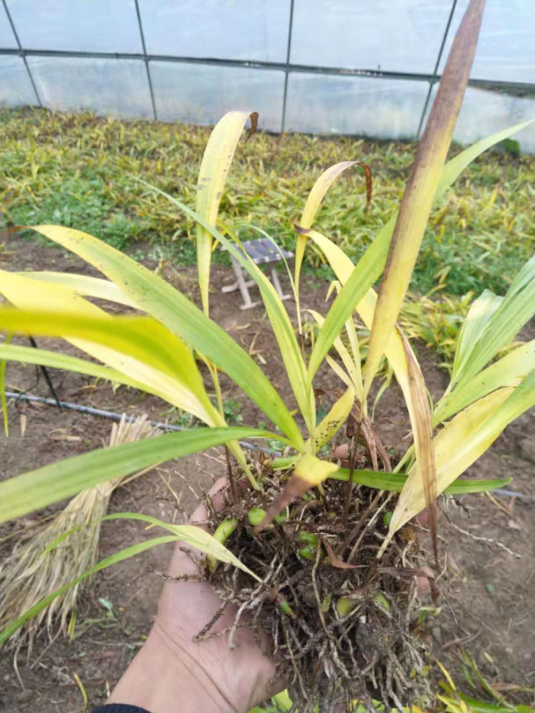 云南省保山市白芨芽头亩产量
