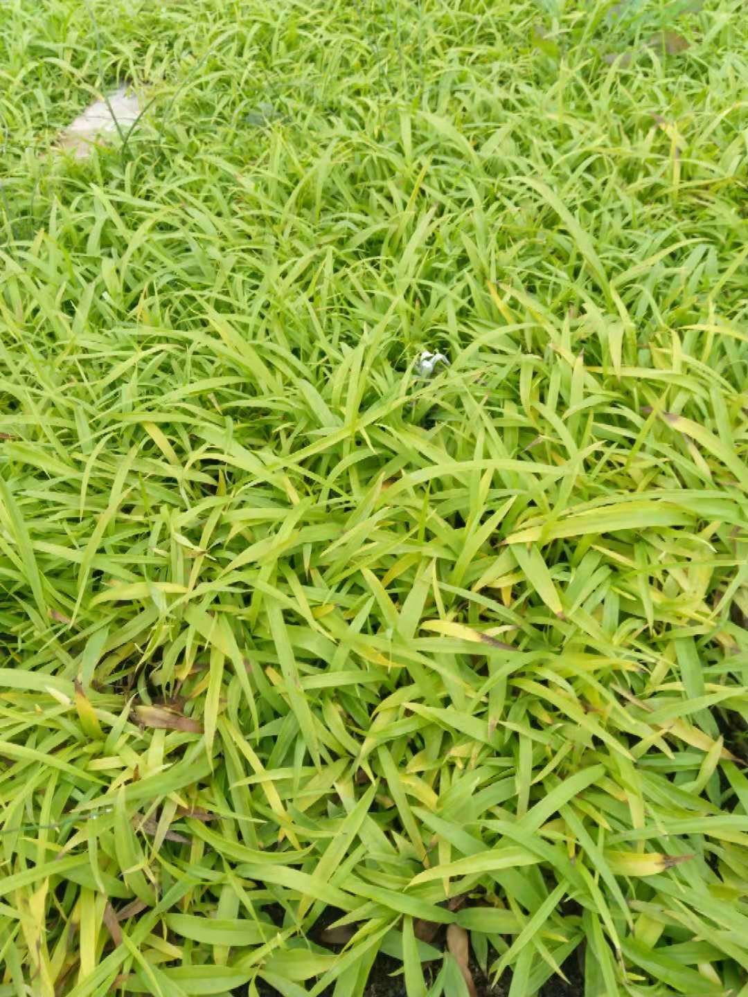 云南省保山市白芨芽头亩产量
