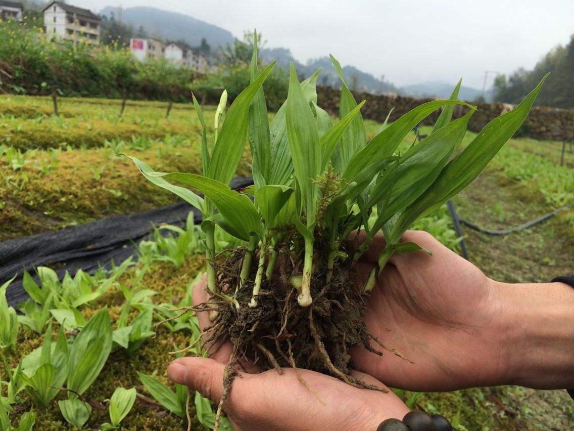 云南省保山市白芨芽头亩产量