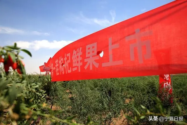致富枸杞种植基地地址_致富枸杞种植基地在哪里_枸杞种植基地致富
