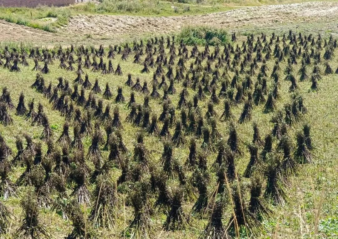 蚕豆种植致富经_种植蚕豆赚钱吗_致富种植蚕豆图片