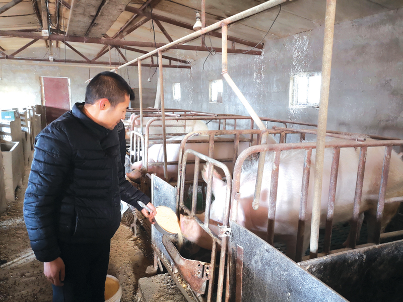 高床养猪致富经_致富养猪网_致富养猪场是真的吗