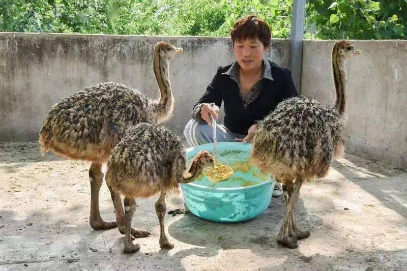 凤台养猪场_凤台养殖致富_凤台水产养殖