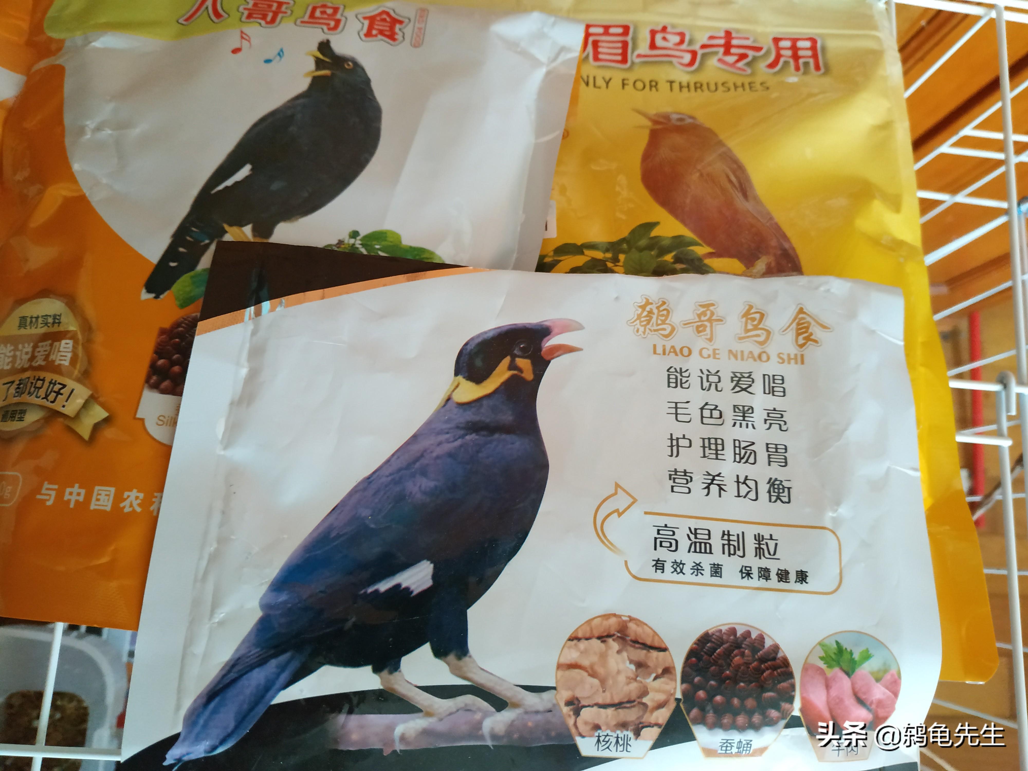 黑龟怎么养殖技术_龟养殖方法和注意事项_养龟技术大全