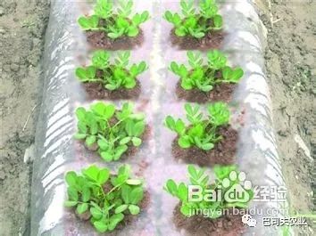 花生种植地膜覆盖视频_地膜花生的种植技术_花生种植地膜技术视频