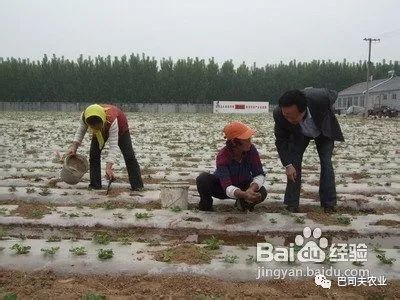 花生种植地膜覆盖视频_花生种植地膜技术视频_地膜花生的种植技术