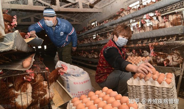 579公鸡养殖技术_养公鸡的饲养技术视频_养殖公鸡怎么样