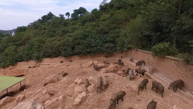 致富经湖北野猪养殖项目_养野猪致富经_野猪养殖户