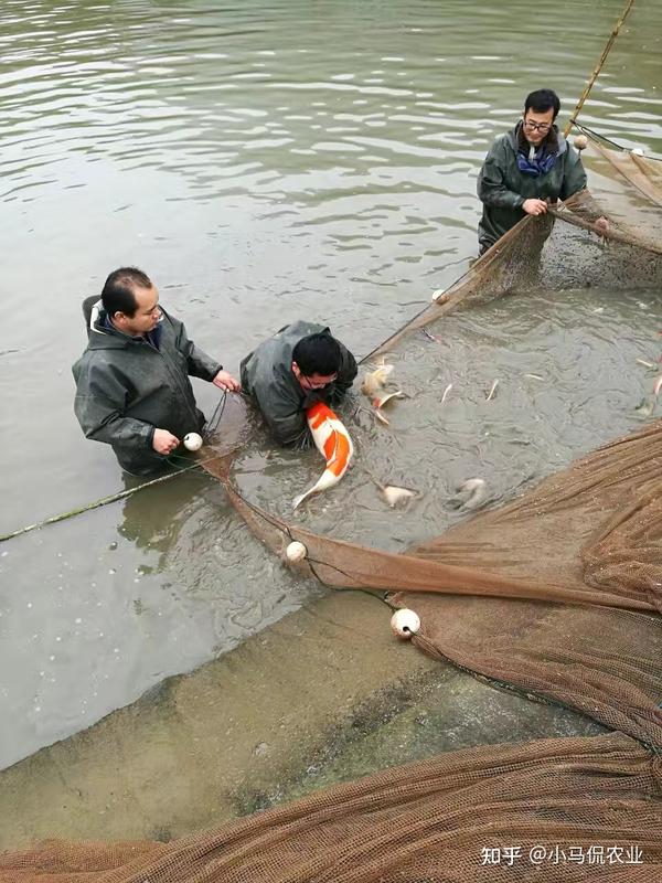 致富鲤鱼养殖技术视频_致富经鲤鱼养殖_养殖鲤鱼赚钱吗