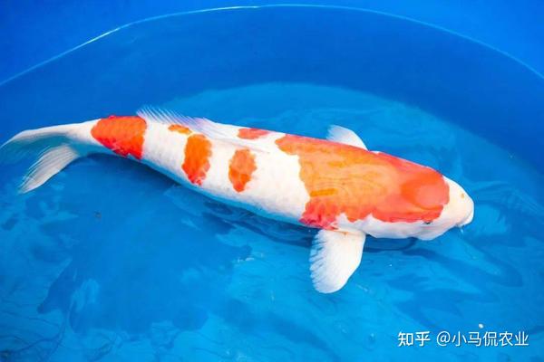 致富鲤鱼养殖技术视频_致富经鲤鱼养殖_养殖鲤鱼赚钱吗