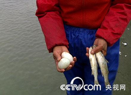 致富经钦州海鸭视频_钦州茅尾海_致富经海鸭