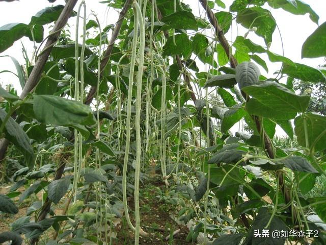 豆角种籽大全_豆角种子种植技术_种子种植技术豆角怎么种