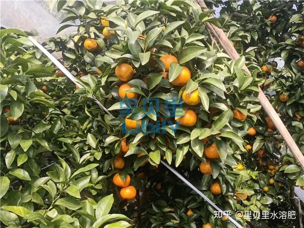 水溶肥在柑橘上的效果，陈大哥案例分享