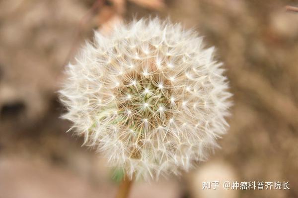 蒲公英种植致富_致富经 蒲公英_蒲公英种植赚钱骗局