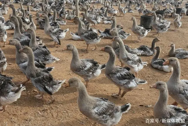 致富经种牧草养殖视频_种植牧草致富项目_致富种植牧草项目怎么样