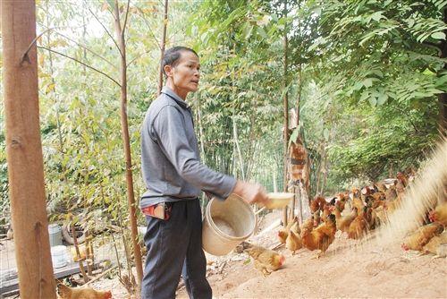 致富经土鸡养殖视频_视频致富鸟养土鸡是真的吗_当鸟养土鸡致富经视频