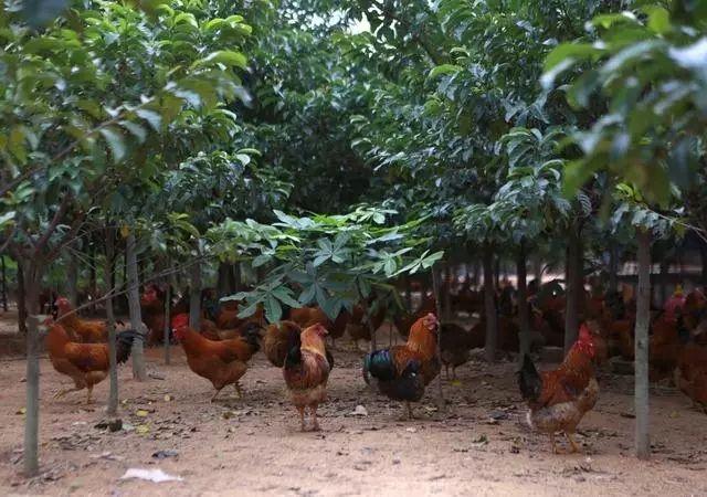 视频致富鸟养土鸡是真的吗_致富经土鸡养殖视频_当鸟养土鸡致富经视频