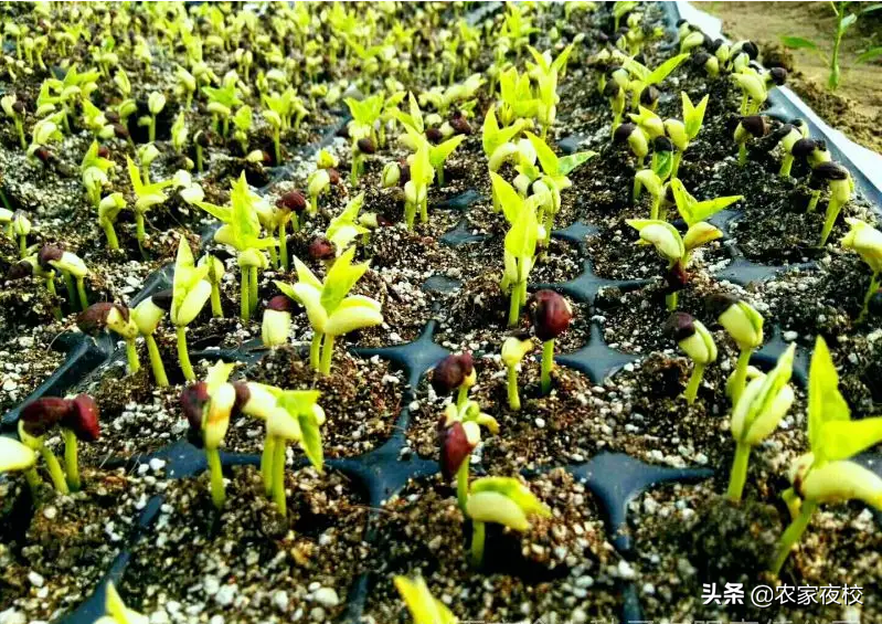 种豆角种子怎么种_豆角种子种植技术_种子种植技术豆角怎么种