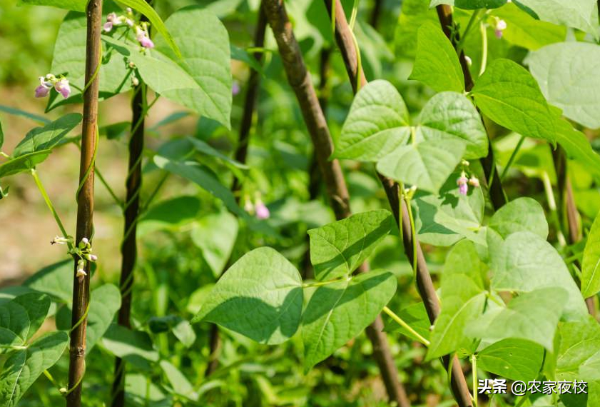 豆角种子种植技术_种子种植技术豆角怎么种_种豆角种子怎么种