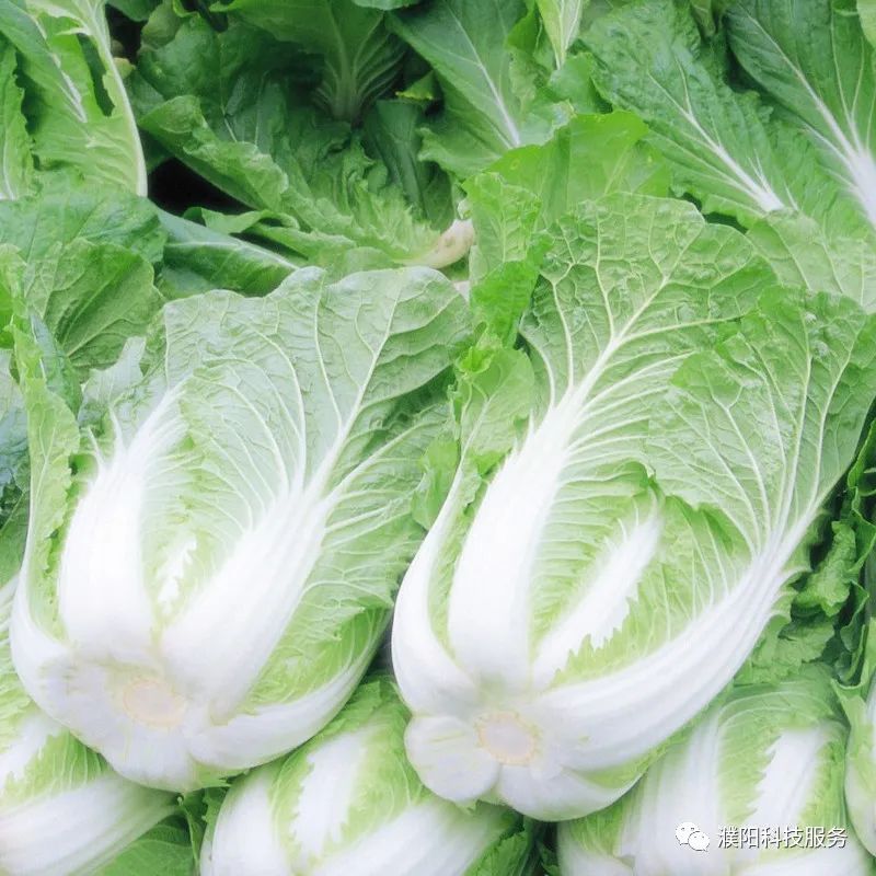 白菜种植季节和方法_夏季大白菜种植技术_白菜种植最佳时间